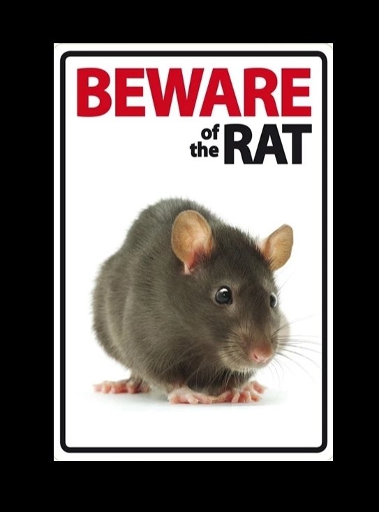 Beware of the rat bord
