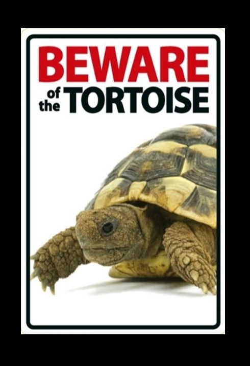 Beware of the tortoise bord
