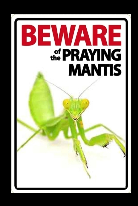 Beware of the praying mantis bord