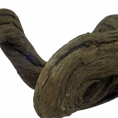 liaan snakewood ca. 90 cm x 3 a 4 cm