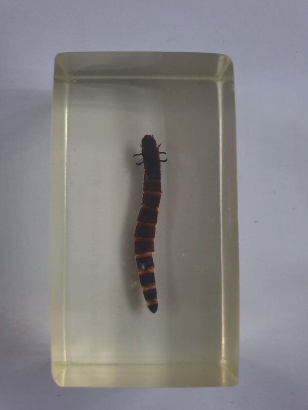 Insect blok 8 morioworm
