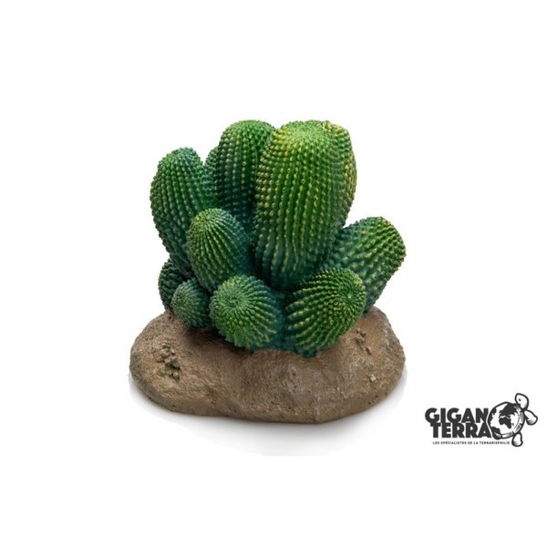 Giganaqua cactus