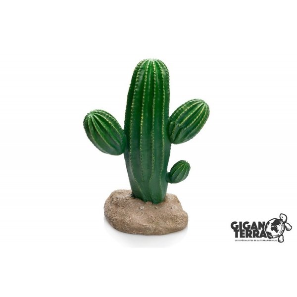 Giganterra Cactus  groot
