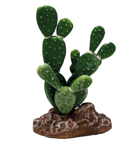 repto plant cactus opuntia