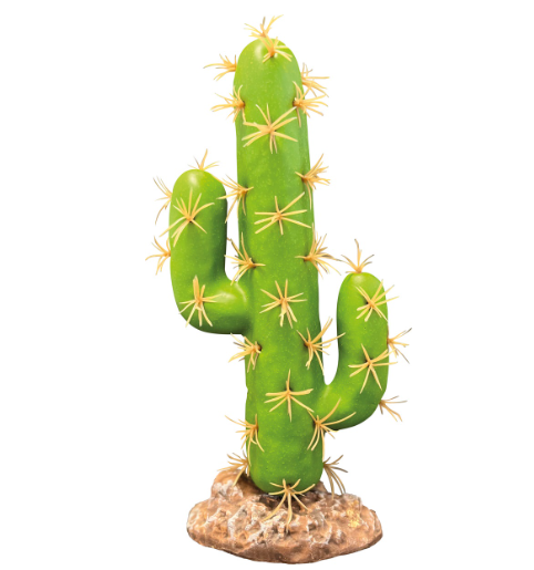 repto plant cactus san pedro